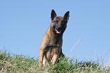 MALINOIS 993